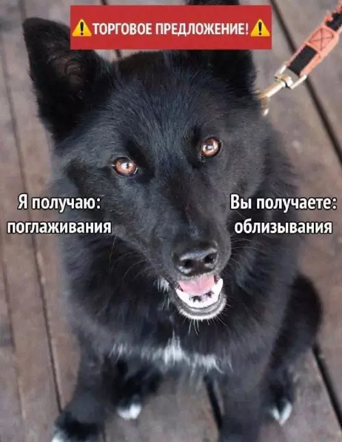 Смешная картинка №725949 собаки
