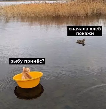 Смешная картинка №755469 Намечается сделка.