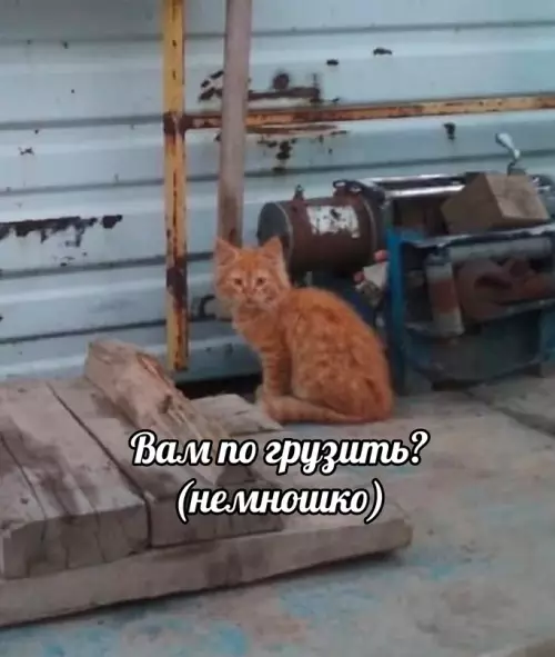 продолжение Смешная картинка №697189