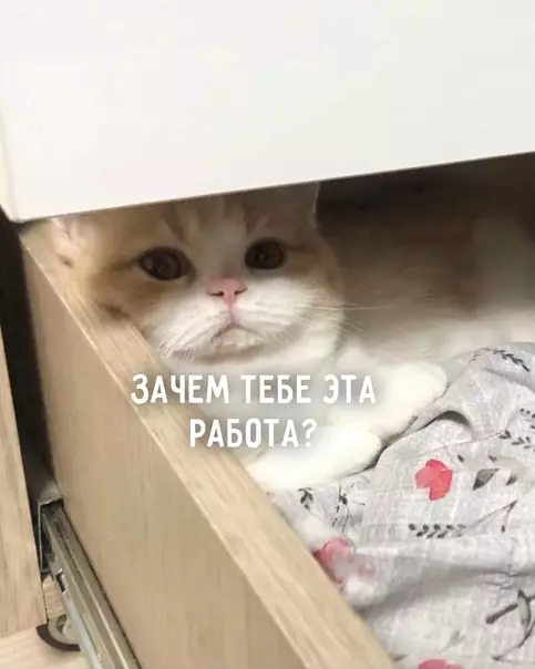 Смешная картинка №576591 Давай, котик котики, работа