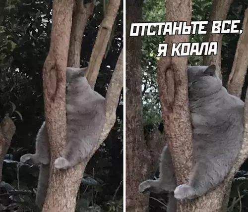 Смешная картинка №501291