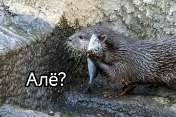 Смешная картинка №799373