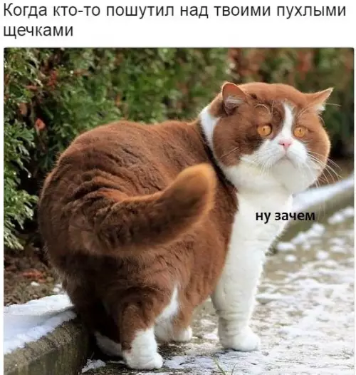 Смешная картинка №213614