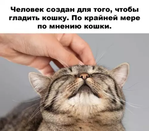 Смешная картинка №499345 Вполне логичное объяснение кошки