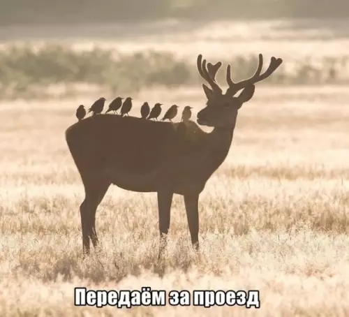 Смешная картинка №312035 Рогатая маршрутка?