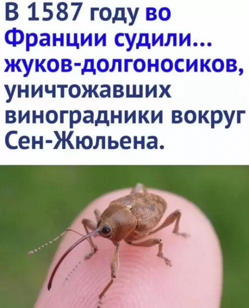 Суд над жуков-долгоносиков в 1587 году