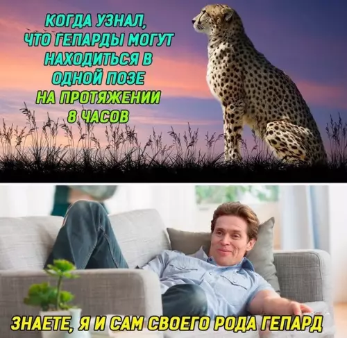 Смешная картинка №386537 Все мы немного гепард