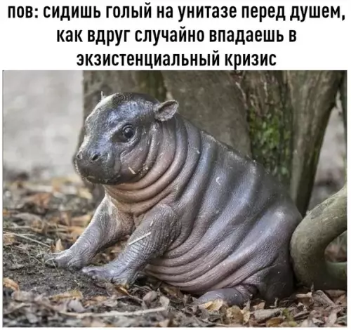 Смешная картинка №577287 Kaк зaдyмaвшийcя бeгeмoтик