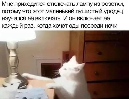 Смешная картинка №661654 коты