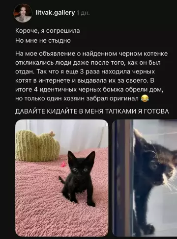 Кот-двойник или великий обман? 🐈‍⬛😂 - Короче, я согрешила, Но мне не стыдно. На мое объявление