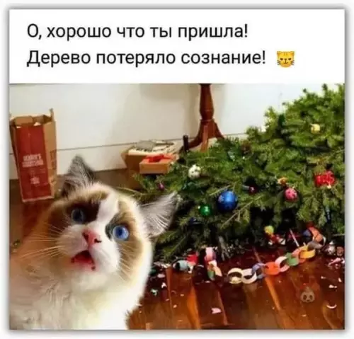 Смешная картинка №546053 У кого уже уронили елку?))