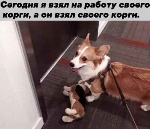 Смешная картинка №507160 Kpyгoвopoт paбoчиx кopги