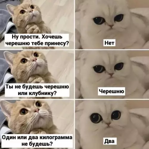 Когда пытаешься задобрить кота 🍒 - Ну прости. Хочешь черешню тебе принесу? Нет. Ты не будешь