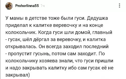Самый вежливый гусак в истории 🦢✨ - У мамы в детстве тоже были гуси. Дедушка приделал к