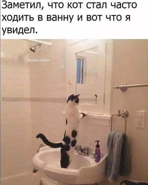 Смешная картинка №391431 коты
