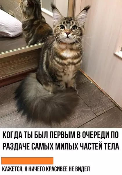 Смешная картинка №459558 Но гадит и ухаживать за ним надо как за обычным котом
