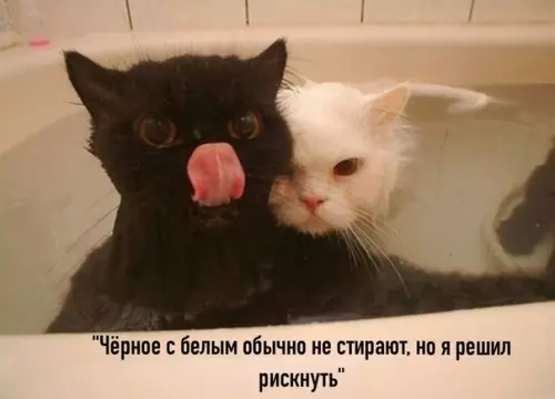 Смешная картинка №589736