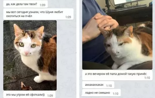 Смешная картинка №582742 Пчёлы - 1, Шуня - 0 кошки
