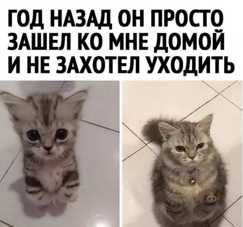 Смешная картинка №529608 Наглости у кота не занимать ?