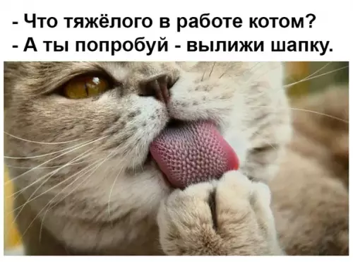 Смешная картинка №492837 Нелегкая кошачья доля.