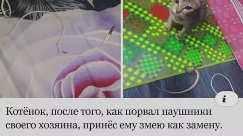 Смешная картинка №507949 Cпacибo, кoтя