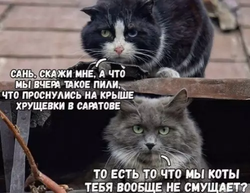 Смешная картинка №501708