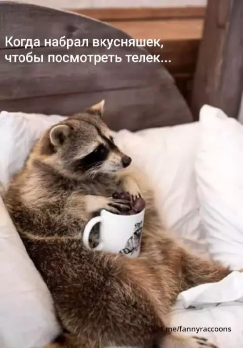 Смешная картинка №667000 Еноты