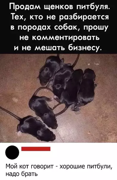 Смешная картинка №533423 Кот одобрил
