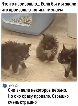 Смешная картинка №695293 Коты