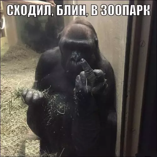Смешная картинка №298797 Животные