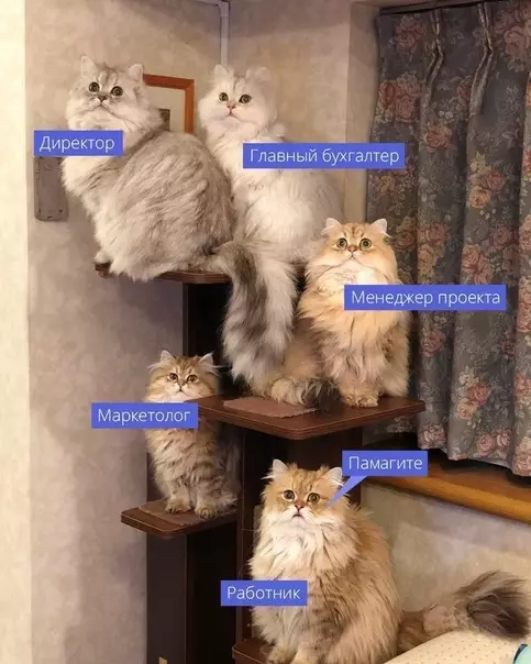 Смешная картинка №356270