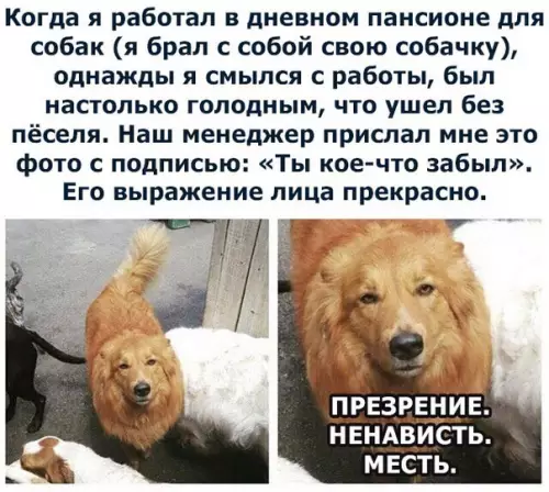 Смешная картинка №289038 собаки