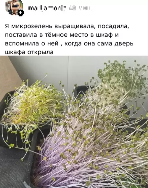 Растения-мутанты из шкафа 🌿😂 - Я микрозелень выращивала, посадила, поставила в тёмное место в шкаф