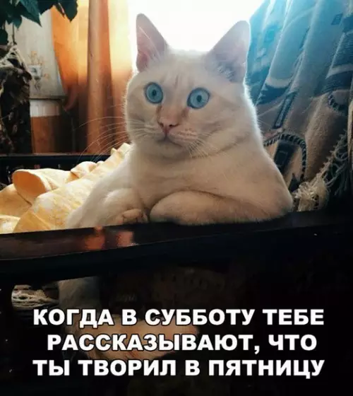 Смешная картинка №258264 пятница, кот
