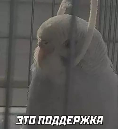 продолжение Смешная картинка №622316