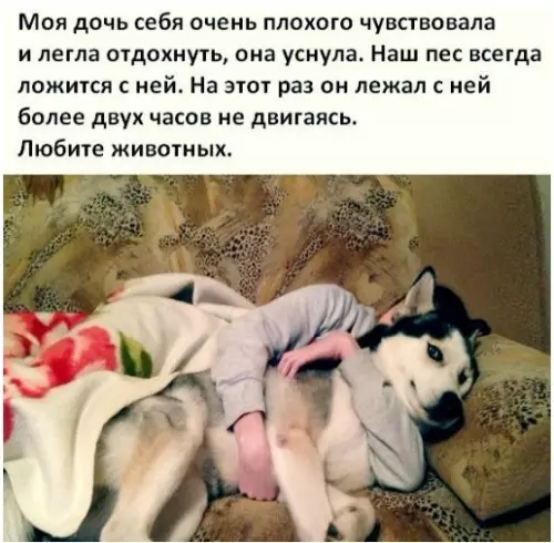 Смешная картинка №276923 животные, собаки