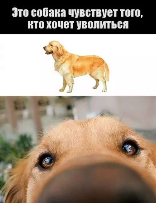 Найк про мем в чем прикол