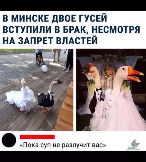Смешная картинка №387184
