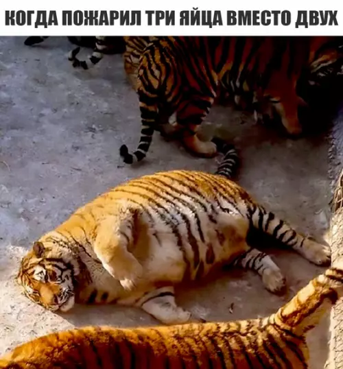 Смешная картинка №283754