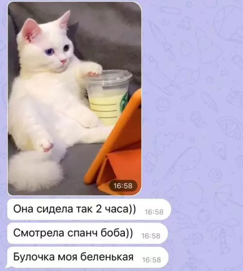 продолжение Смешная картинка №589328 Милота