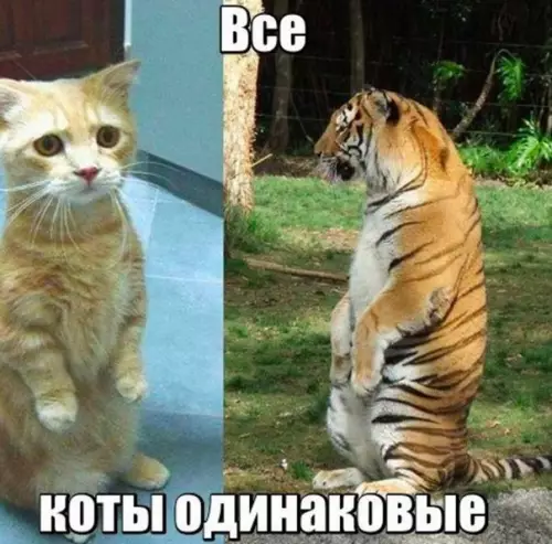 Смешная картинка №265408