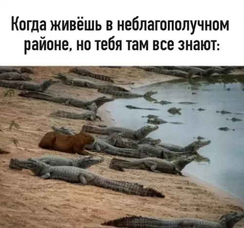 Смешная картинка №717317