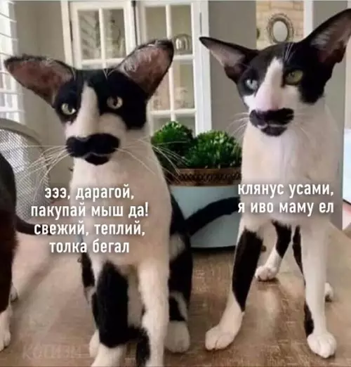 Смешная картинка №530578 Тем временем на котьем рынке