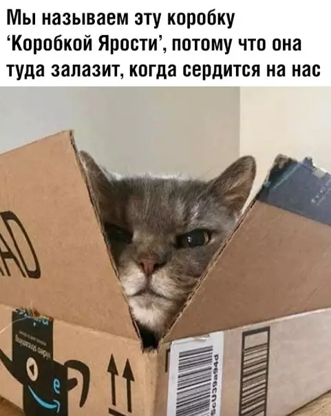 Смешная картинка №352557 Злая котя кошки