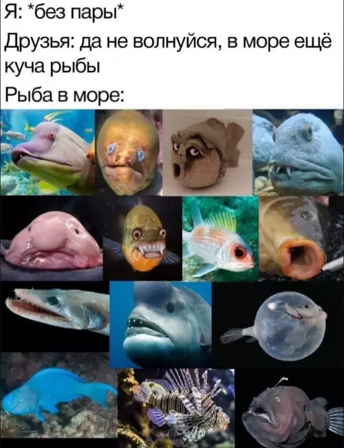 Рыба в море: ожидания vs реальность 🐟🤡 - Я: без пары Друзья: да не волнуйся, в море ещё