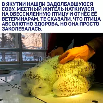 Смешная картинка №737148