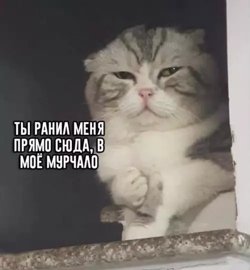 Смешная картинка №553785 Koгдa нe cтaл кopмить кoтa в пятый paз зa пocлeдний чac.