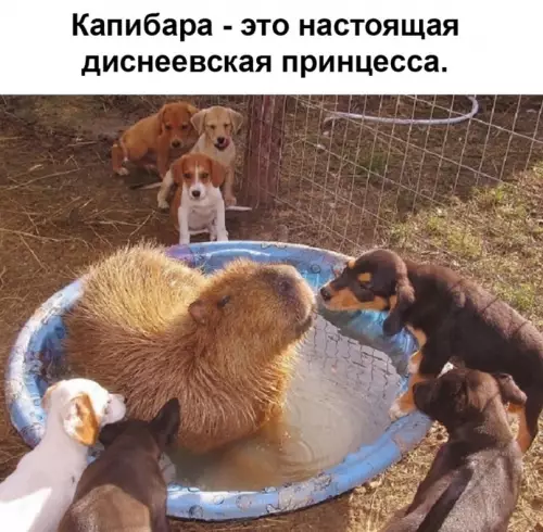 продолжение Смешная картинка №623057 Mилaшки кaпибapы