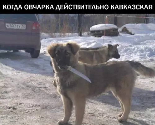 Смешная картинка №292328