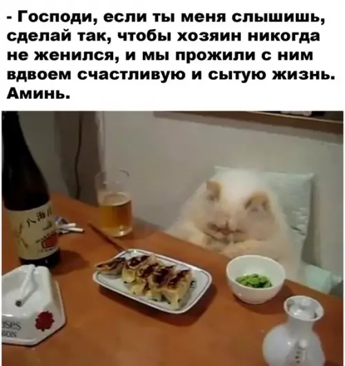 Смешная картинка №500596 Просьба пушистого любимца холостяка